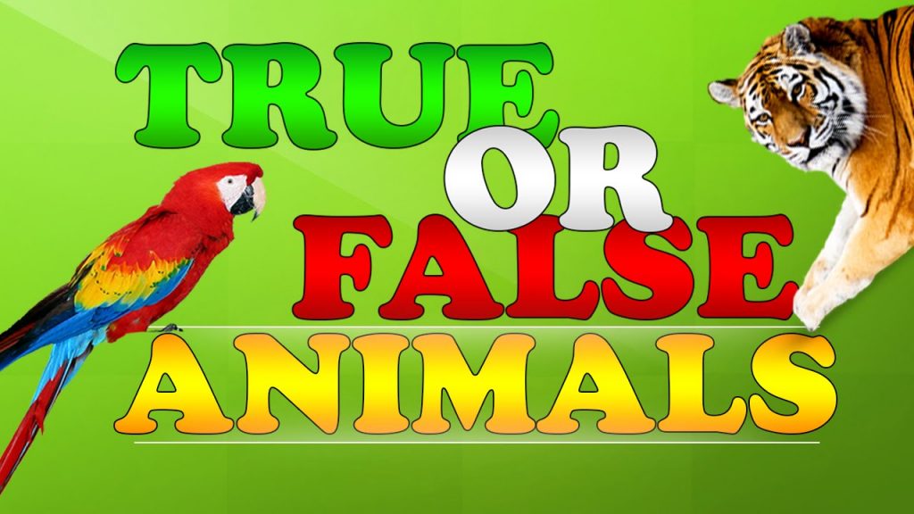 TRUE OR FALSE with ANIMALS KIDIBOT Knowledge Battles
